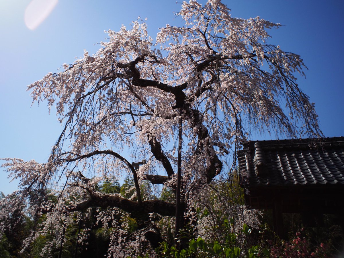 樹齢300年のお寺の桜