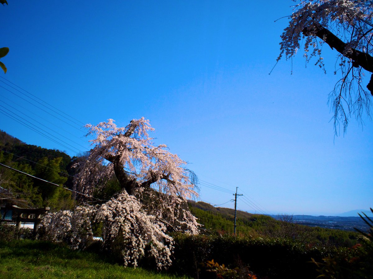 桜🌸が好きです♪