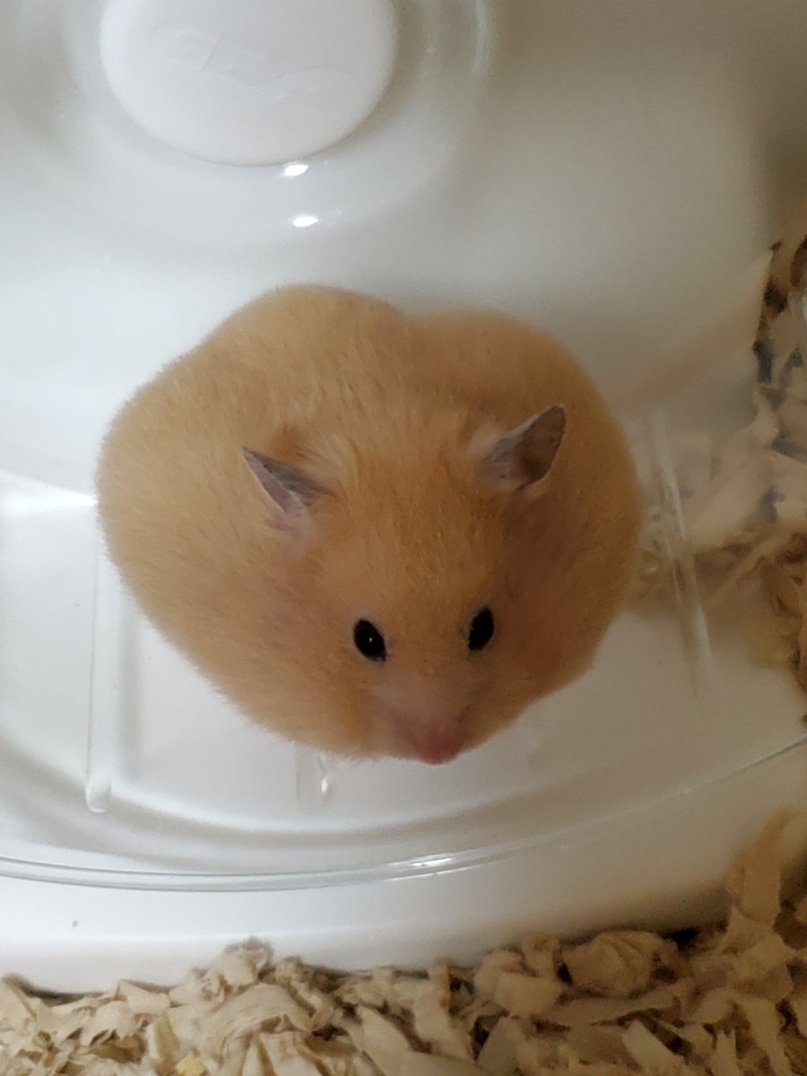 あき Hamusuki02 Twitter