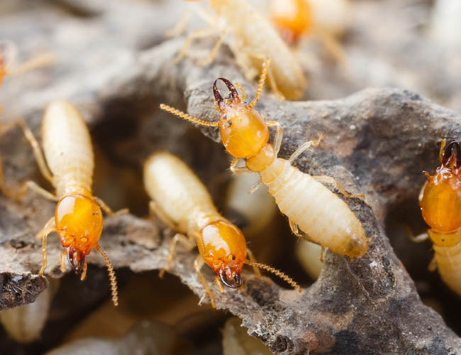 DYPestControl's tweet image. Termite Inspections .... contact us for a quote