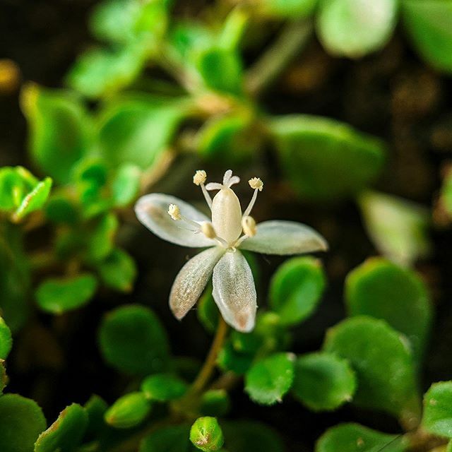 ravidevarak0nda's tweet photo. A flower does not think of competing with the next flower, it just blooms.
.
.
.
.
.
#flower #white #green #fingerprintofgod #macroshot #macro_secrets #macro_mood #macromood #macroworld #macro_highlight #bns_macro #macrolove #macro_spotlight #flowerst… https://t.co/nEMuL0kDFl https://t.co/9VSCcMbRNN