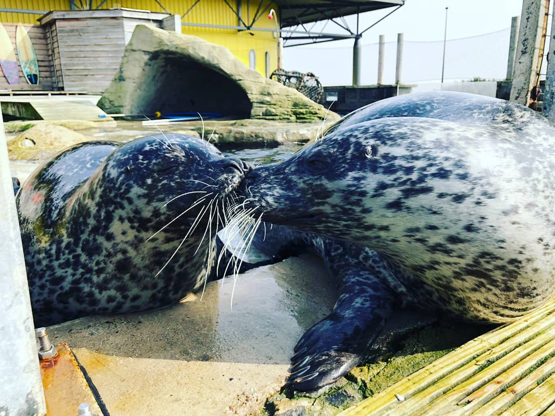 Tynemouth Aquarium tweet media