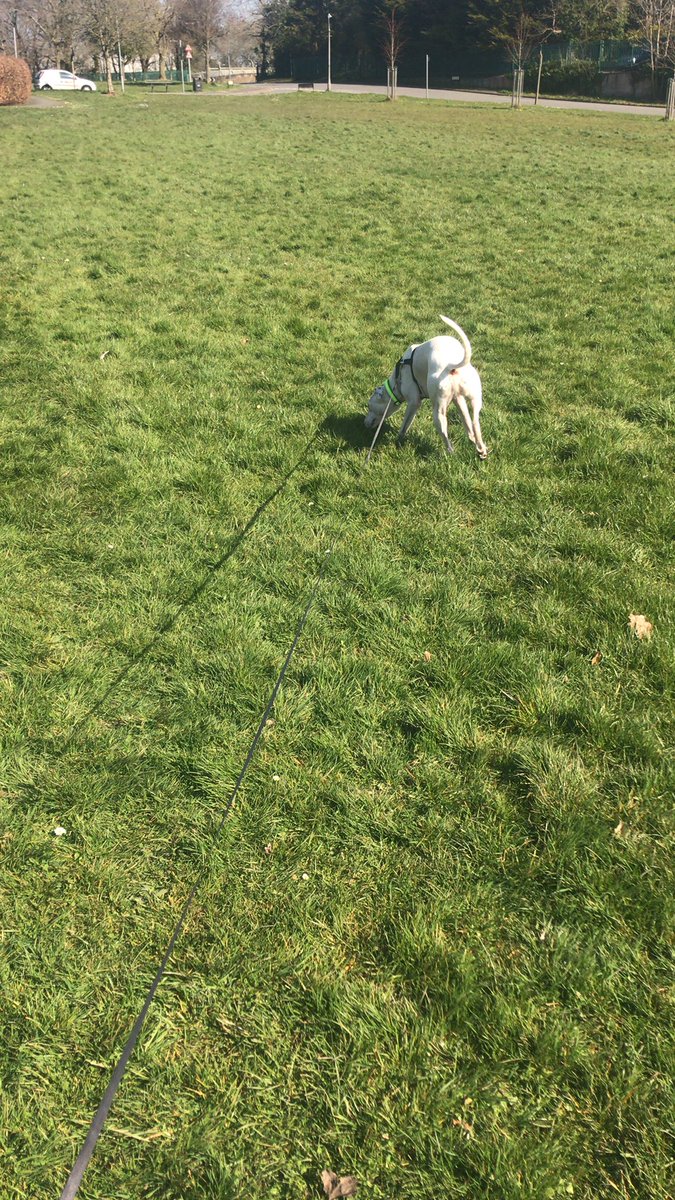 Samanthrax159's tweet photo. Thanks @PetsatHome, got a happy dog today! #SocialDistancinguk #onewalkaday #pupper https://t.co/KgRlOsTF8K