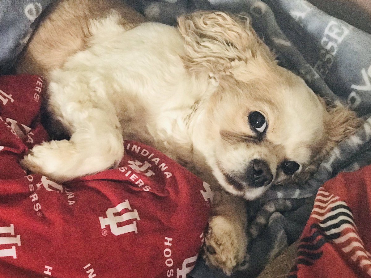 ShellBMac's tweet photo. Guess who’s Not one bit sad about stay-at-home recommendations? His one! https://t.co/VC3CvPHkFV