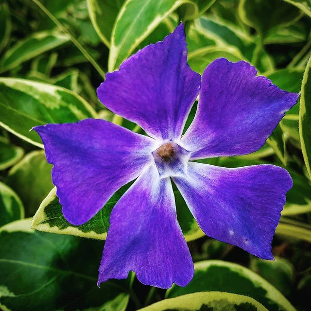 Bigleafperiwinkle Bigleafperiwinkle