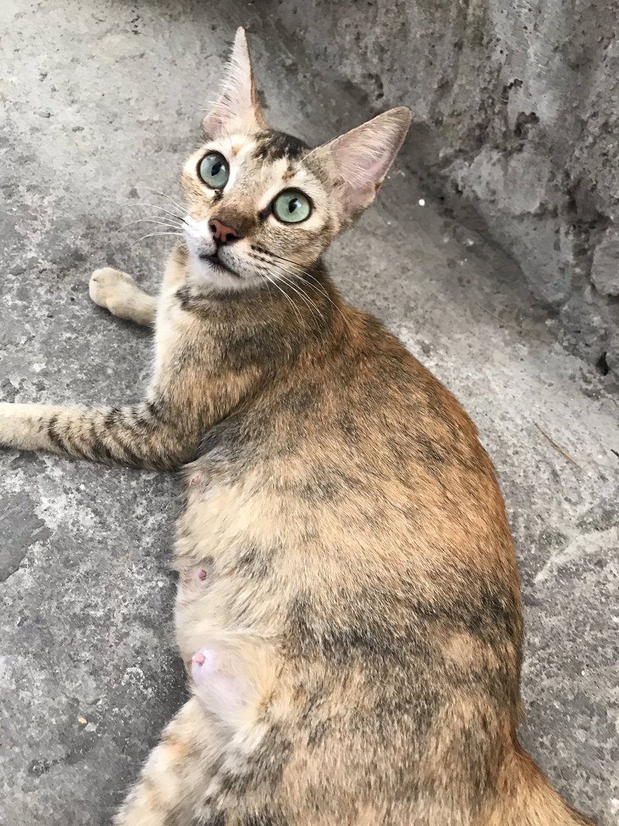 VanvanCarnaje's tweet photo. miming is in the house 🐈 #straycat #muningning #catofmakati/taguig https://t.co/BiByTXE6HY