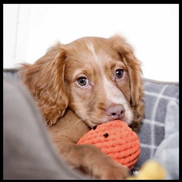 Aurora_Pets's tweet photo. That’s it were done for the day this pic is killing us with cuteness! #ultracute @crusoe_the_cocker with his @jaxandbones Octopus toy, no one else is getting their paws on it! https://t.co/IAZN6VIkfE https://t.co/JUSH1uri8M
