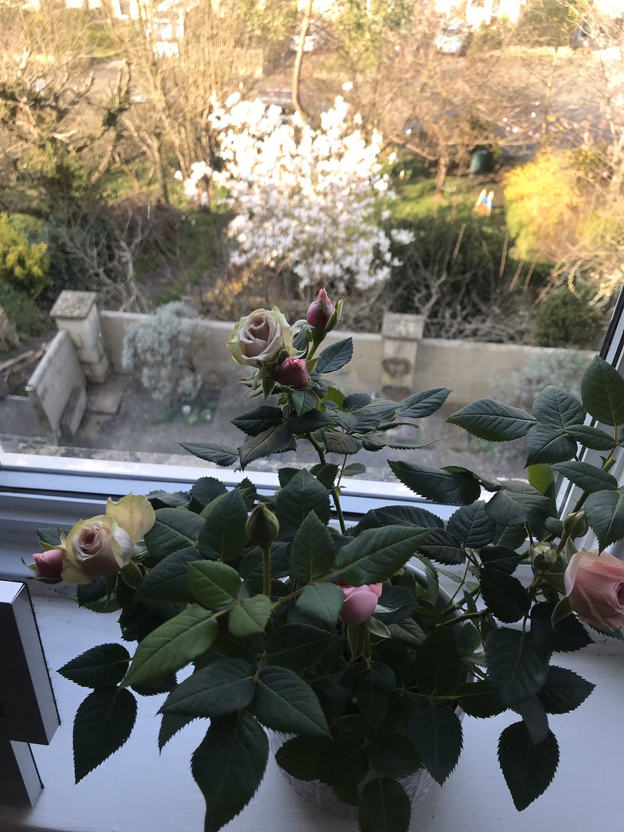 dp565's tweet photo. @mindapples @NHSuk @AnnaTurns @AnnaGolawski @amandawalderman @SeaSkyCraster @PHE_uk @nationaltrust @AttenboroughSir Rest your eyes on something green #lockdownview https://t.co/2UXNyC9f0A