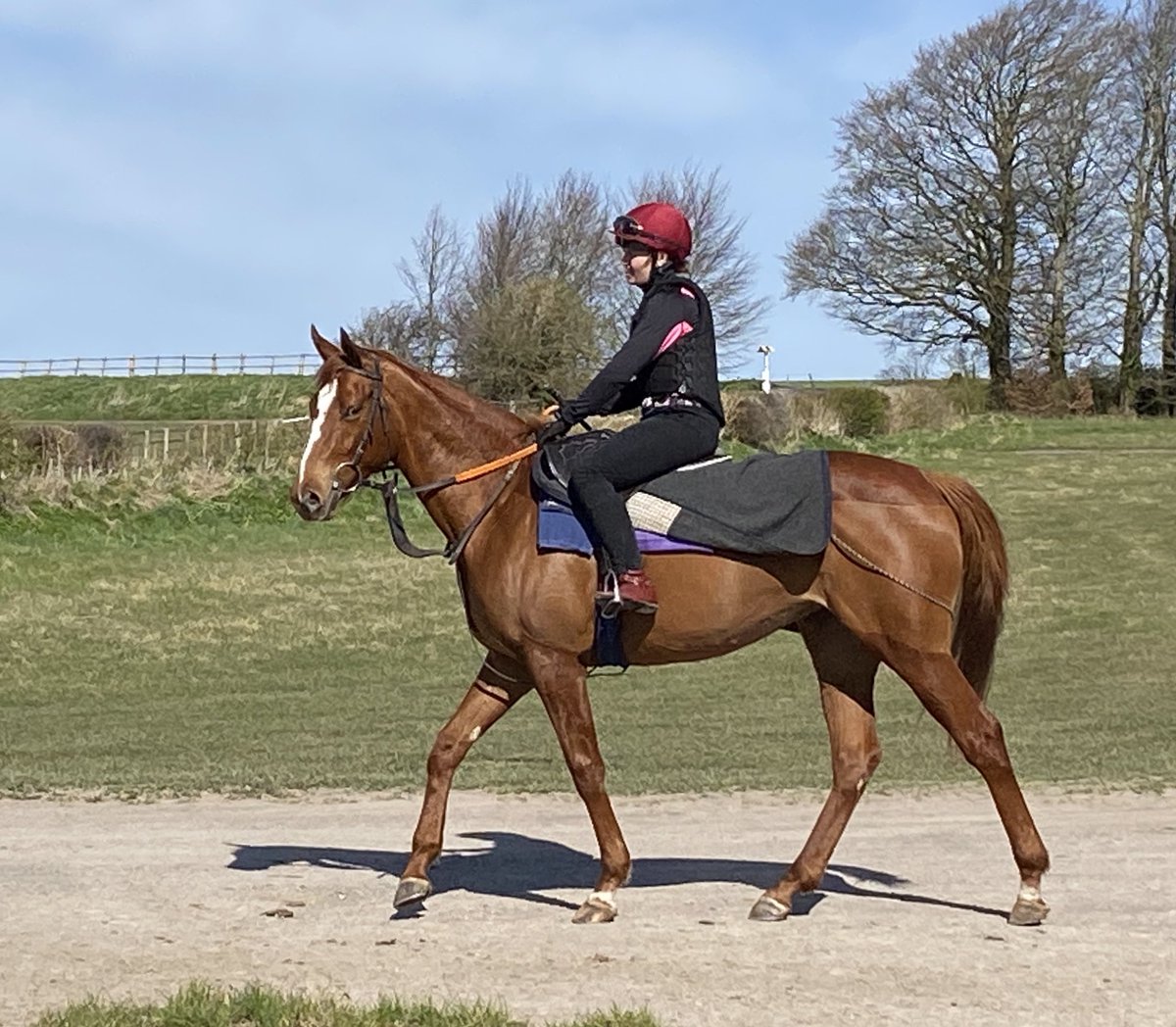 The exciting two year old filly Beheld ex Tendu is a lovely example of the Frankel/Oasis Dream cross ⁦<a href="/JuddmonteFarms/">Juddmonte</a>⁩