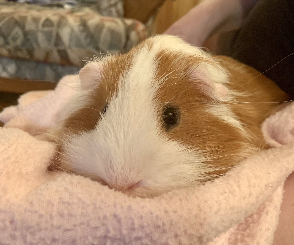 hersh_ted's tweet image. This is what I do while Hershey does his #HersheyStroll .... don’t want to waste any excess energy 😏 #TerrifiedTeddy #exercisefail #nopiggycardioforme #guineapig