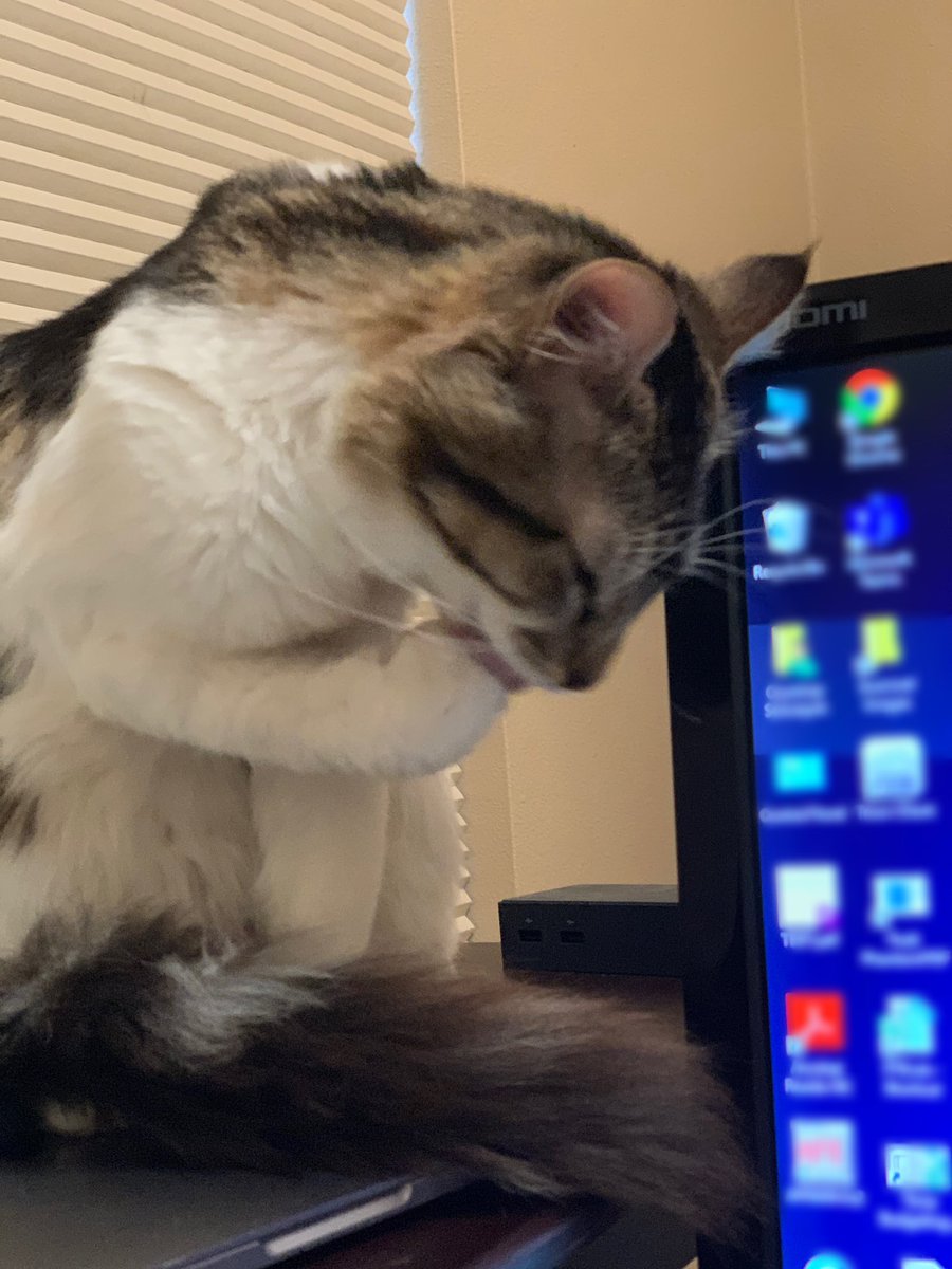 CourtneyS84's tweet photo. My coworker is adamant about washing her hands but then she starts touching her face! #FreddiePurrcury #covıd19 #quarantinelife #coworkerproblems https://t.co/WGaHQgnXh9