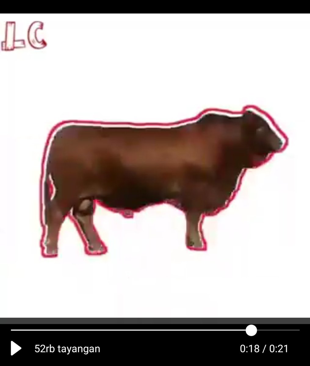 Ketangkep juga nih sapi