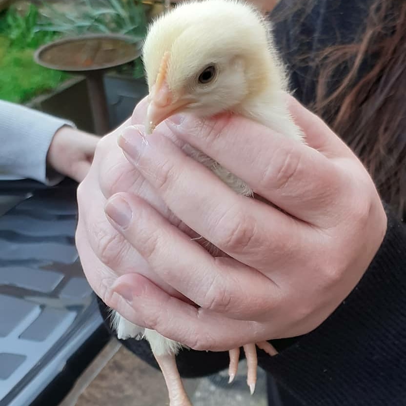 Bit of an essential, if unusual, delivery today for Mr Cakery...this gorgeous little chick along with his four brothers have been safely rehomed at a wonderful animal sanctuary 💚 Huge thank you to <a href="/MandyGwilt/">Mandy Lewis</a> for her help and to Catherine Cardwell for rescuing them 💚