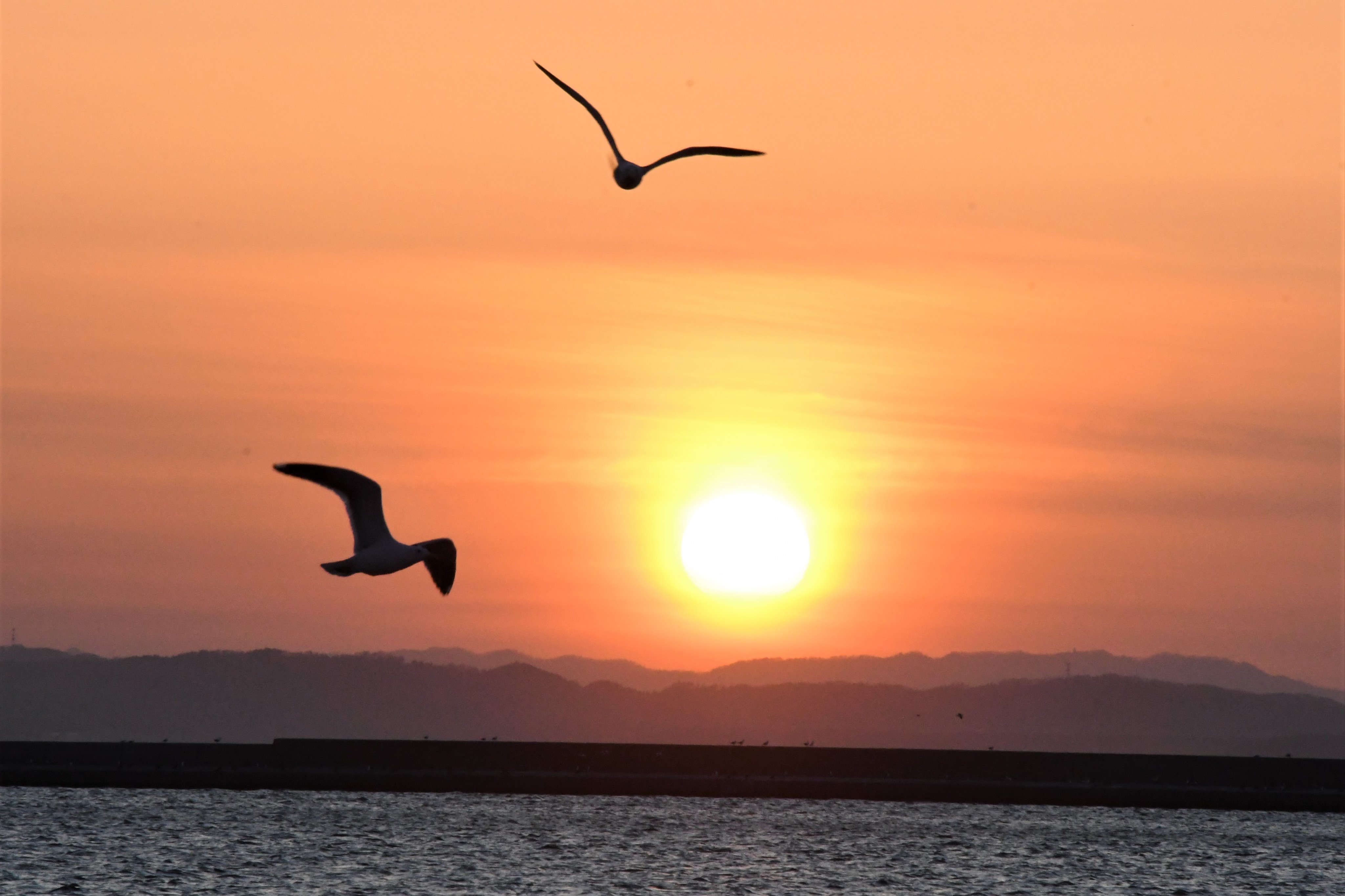 ミスターm 釧路港の夕陽 を撮りに埠頭へ 昼間は暖かかったのに夕方の海風が冷たすぎ 丁度カモメが２羽写り込んだのでタイトルは 100 双かもめ なんて どうでしょう 03 26 釧路 釧路港 夕陽 夕焼け T Co 9tt3dn6fhp