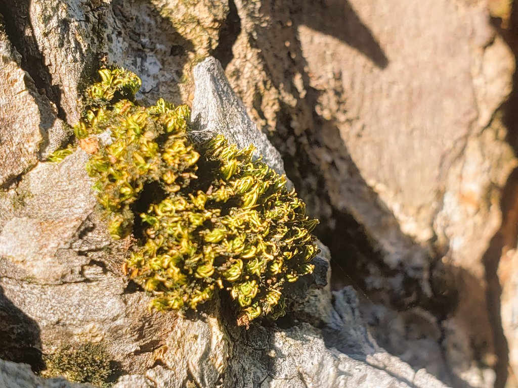 Esteban71470190's tweet image. Musgo en corteza de Caoba Hondurena (Swietenia macrophylla)
#labbot #UPRH 
@pizarra19