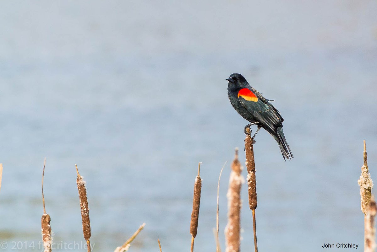 Our first #GeorgianBayBirdoftheDay is a true harbinger of spring in Ontario: the Red-winged Blackbird. Though they love wetlands, these birds are seen and heard in a variety of habitats.

Have you heard Red-winged Blackbirds yet outside your home? Listen: allaboutbirds.org/guide/Red-wing…