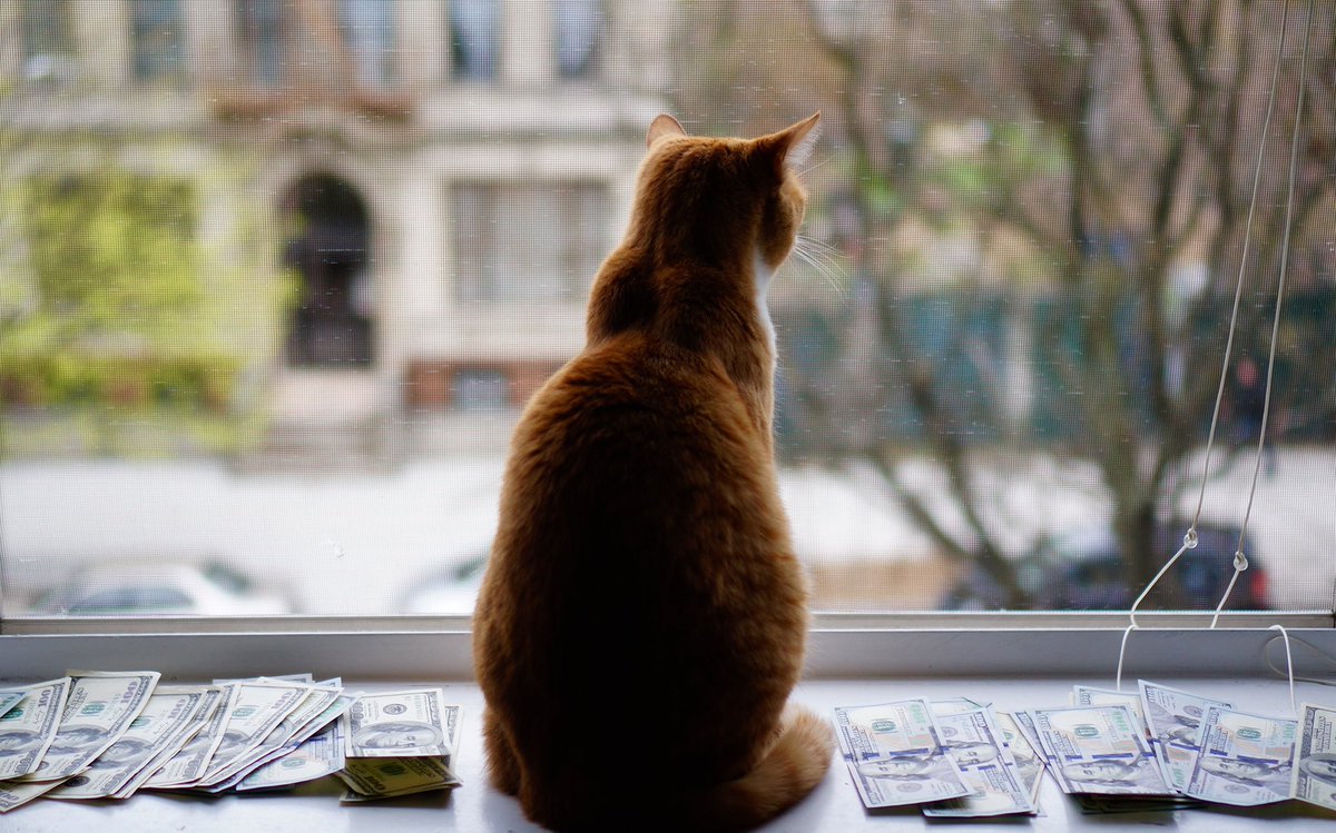 Cats With Money tweet media