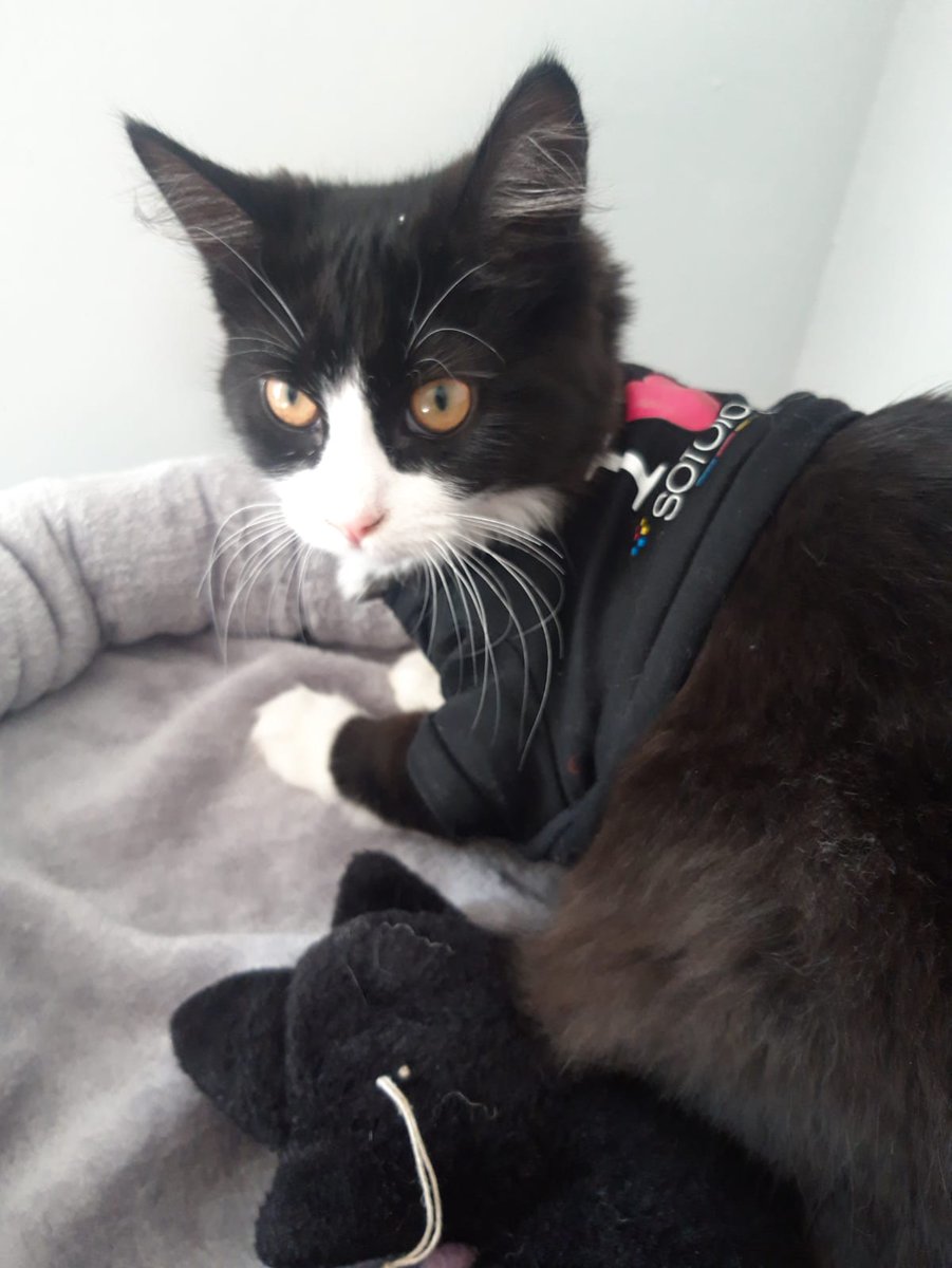 FSharpAudio's tweet image. Quarantine hath made us do some weird sh....tuff. Now how much discount are you gonna give our cats @Sofology 😂😂 #Quarantine #SofaCats