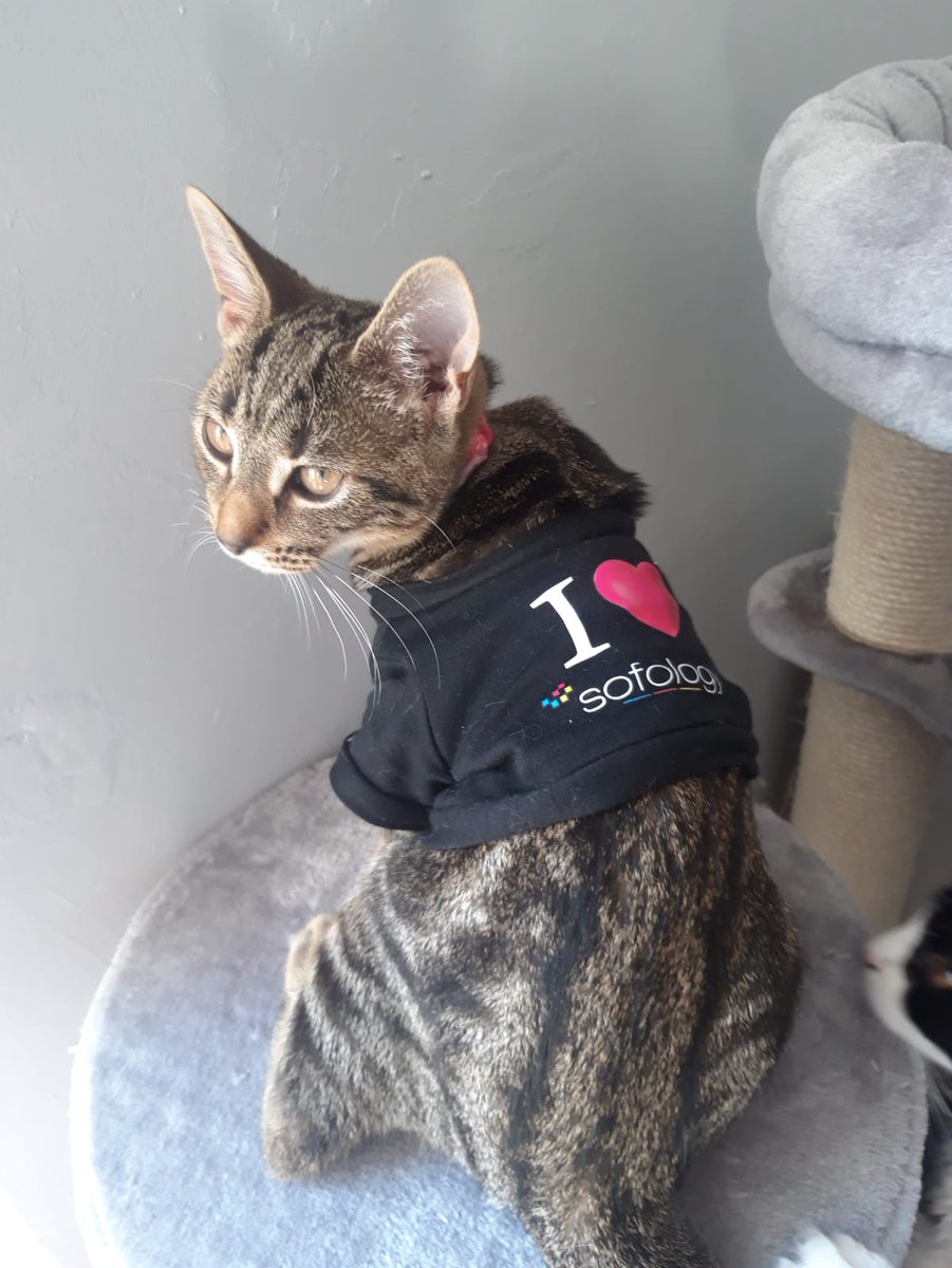 FSharpAudio's tweet image. Quarantine hath made us do some weird sh....tuff. Now how much discount are you gonna give our cats @Sofology 😂😂 #Quarantine #SofaCats