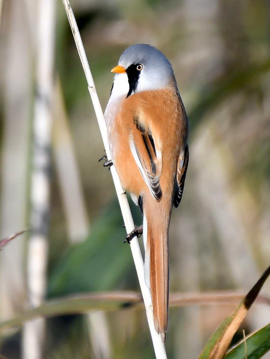 CarlBovisNature's tweet photo. Shall we send birds around Twitter to cheer people up? 😀
  
1. Post your bird photo in this thread.
2. Mention some Twitter people.
3. Use the hashtag #Birds4Smiles 😊
4. Follow people who play along.

I'll start;
This is a male Bearded Tit 🐦

@ClaCanta @Anji_Catlin @DrRJWarren https://t.co/rcM1GpSuFF