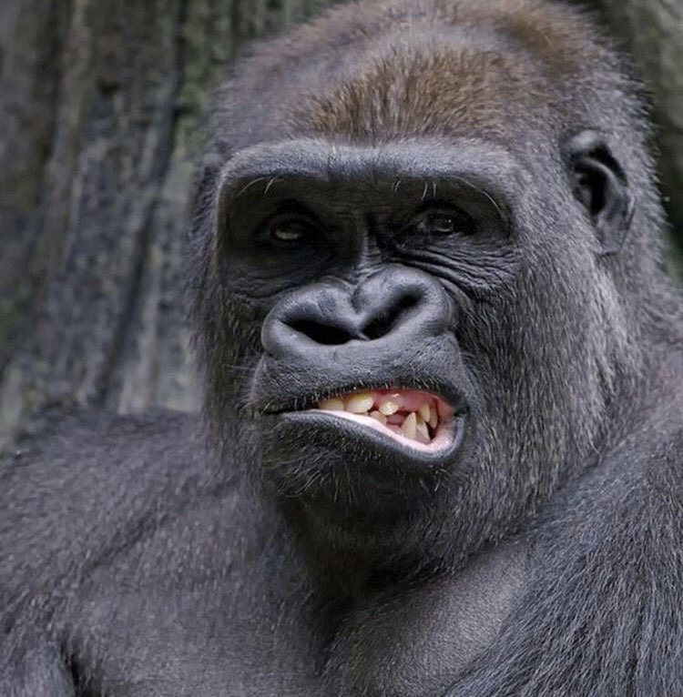U_WildSafaris's tweet photo. 3 Day Congo Tour - Gorilla Tracking Tour in Congo Virunga National Park.
Details https://t.co/jLgeC4jAB7
#discover #gorillas #Nyiragongo #Nyiragongovalcano #ustoa #virunga #Virunganationalpark #virungagorillas #Americatour #congotour #congogorillas #COVID2019 #Lockdown21 #อนุทิน https://t.co/ObWiPBEQid