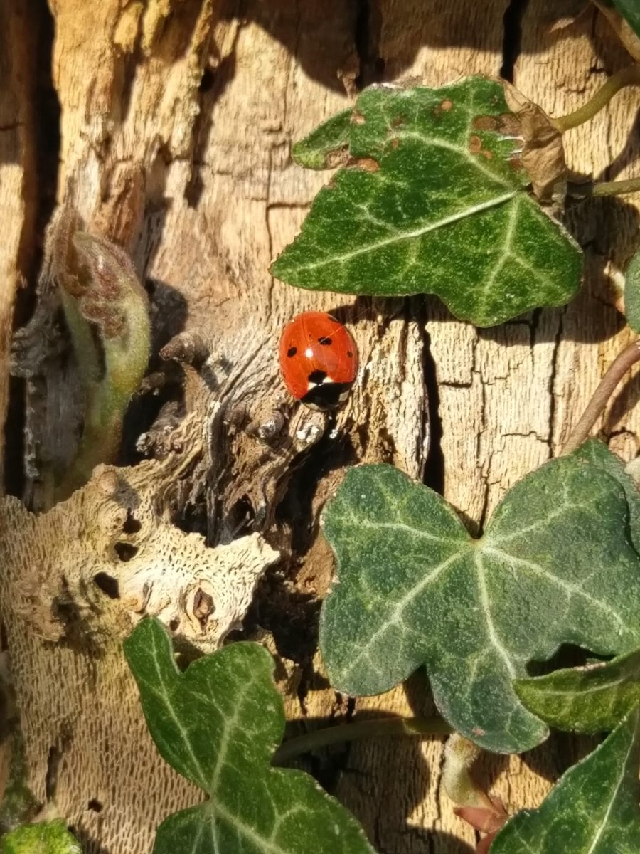 Waiting for Windows to update so have decamped to the garden #WorkingFromHomeLife