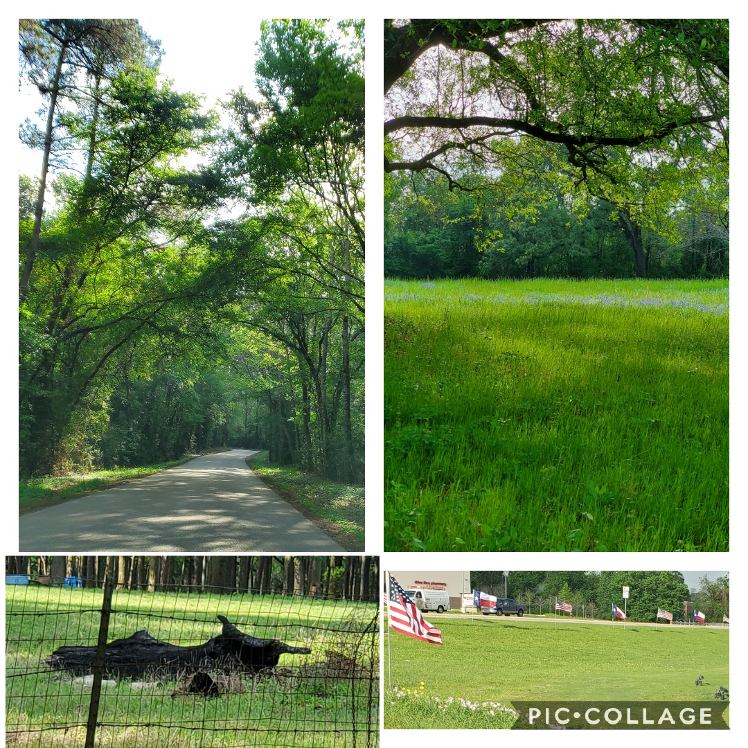 k8shelton's tweet photo. Day 4 of the Spirit Challenge - Beautiful Day! Spring is in bloom! Who thinks that log in the lower left looks like a bull? @ConroeHigh #ConroeUnited #outsideday #CISDTogetherAtHome @CryarCats #nyas https://t.co/T5kJbzdD7b