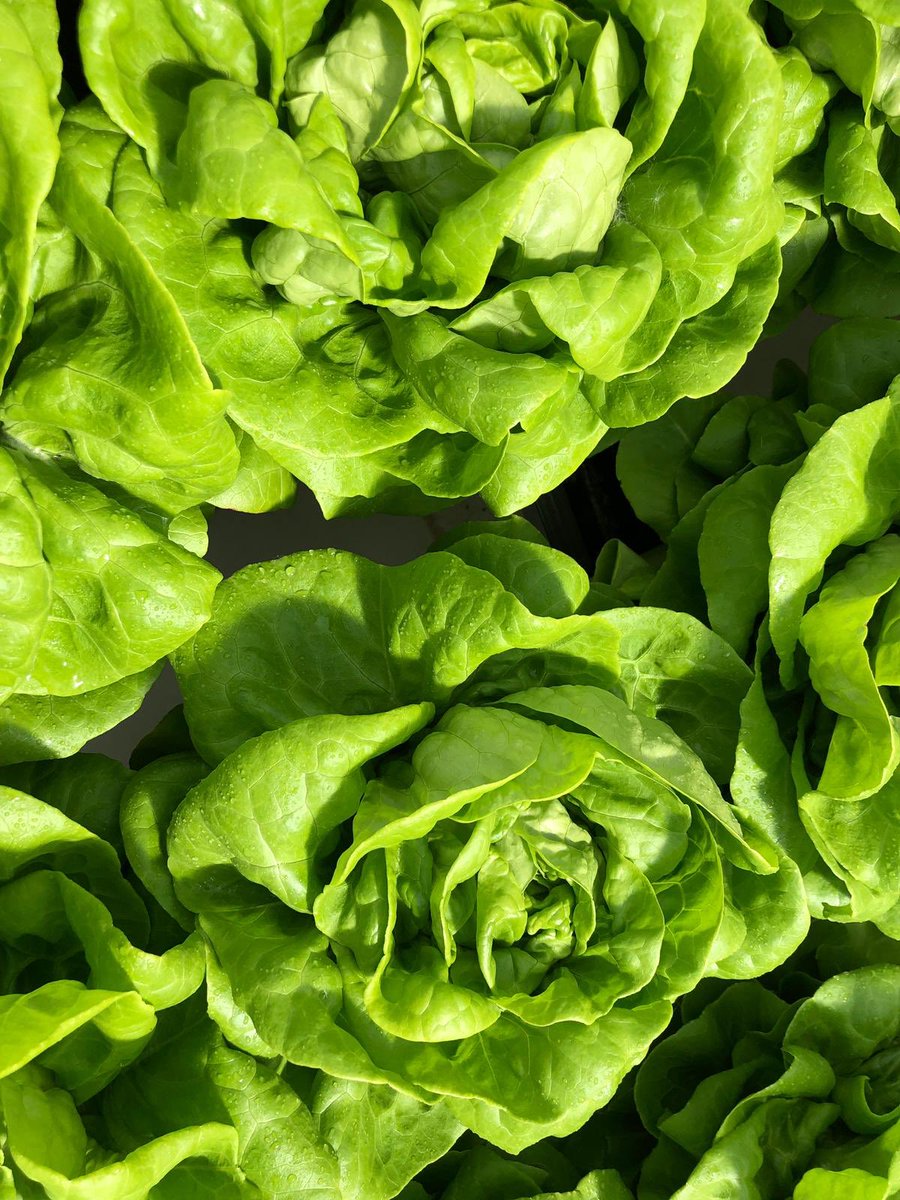 FromBoer tweet media