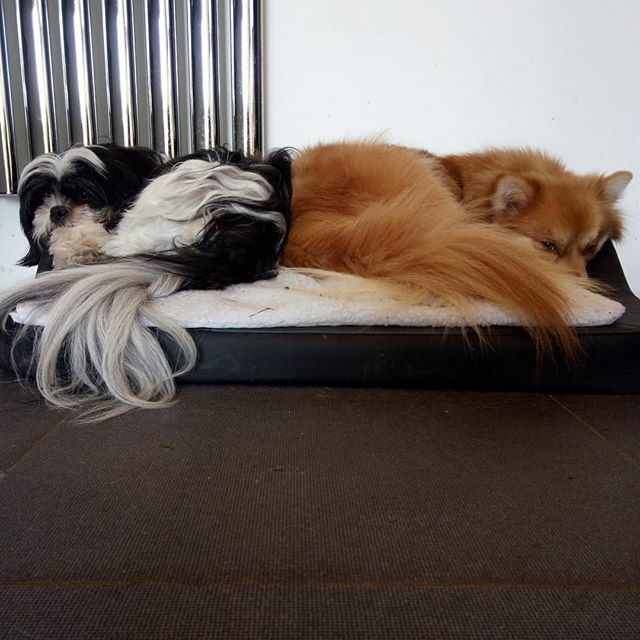 Bored bookends
#lockdown #ilovemygrandpups ift.tt/3aoMVt5