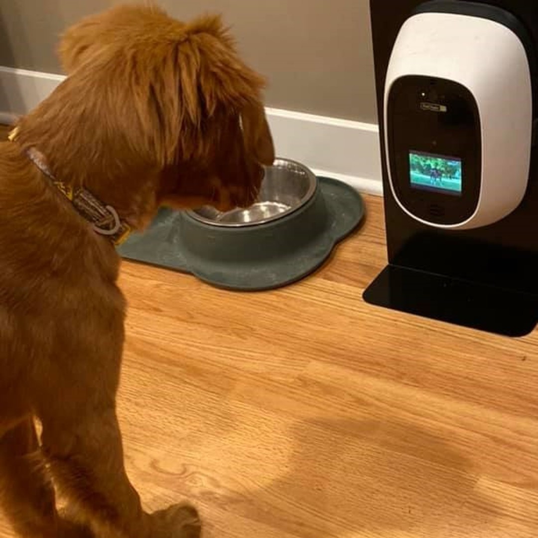 Streaming <a href="/dogtv/">DOGTV</a> via #PetChatz is a great way to alleviate your dogs' boredom while you're busy working from home. Simply turn it on and off using our PetChatz app! Check out some additional tips in this <a href="/USATODAY/">USA TODAY</a> article: ow.ly/oLSQ50yWQkx #WorkingFromHome