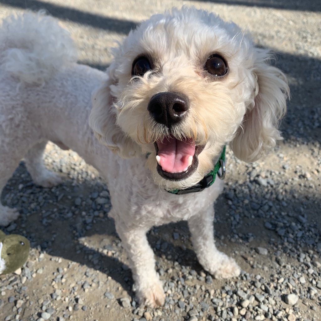 teddywithaperm's tweet photo. Being a brave boy at the dog park! In the last two days I’ve asked my human to take me in even though it used to scare me. https://t.co/Ad7D8bsZMA
