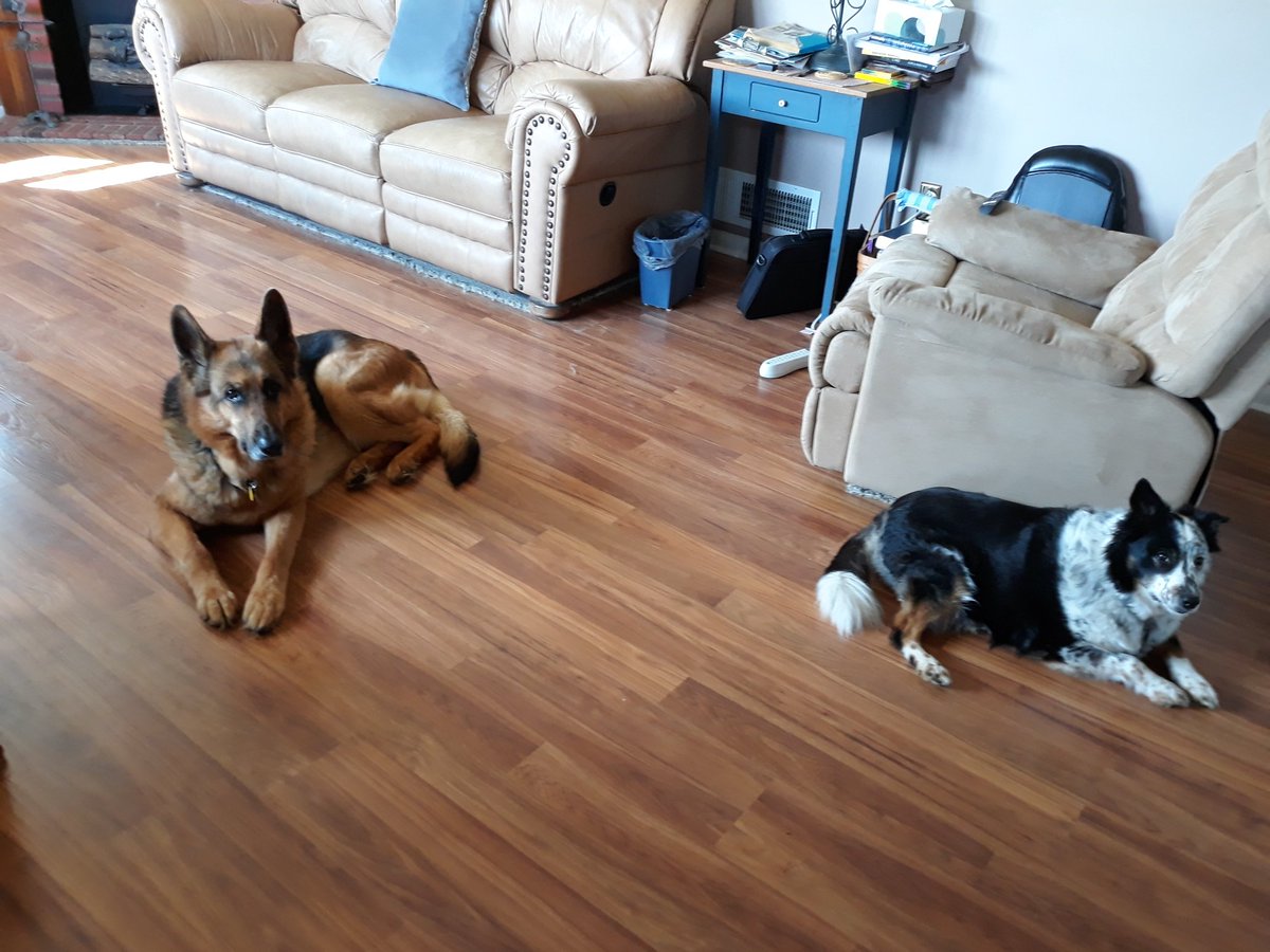 MrsCLucabaugh2's tweet photo. Happy Pet Day!! My favorites....Belle and Daisy...Clifford, Narwhal, and Teddy!!
@WarriorsFES 
#FESspiritfromadistance https://t.co/rcSFbWPckL