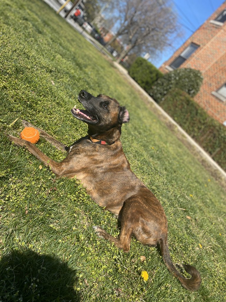 mshowellsays's tweet photo. 10 minutes prior, he’s rushing me out the door to frolic in the sun. 

5 fetch throws later... https://t.co/pVANRse8QY