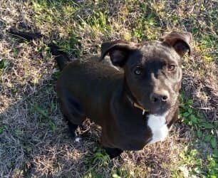 rangersreach's tweet photo. 🚨🚨URGENT🚨🚨
Bizirik needs a new foster or better yet a adopter!! We have until the 1st to find him a new foster/adopter do to his current foster having a family emergency and having to move. https://t.co/nhnjtUyg6S