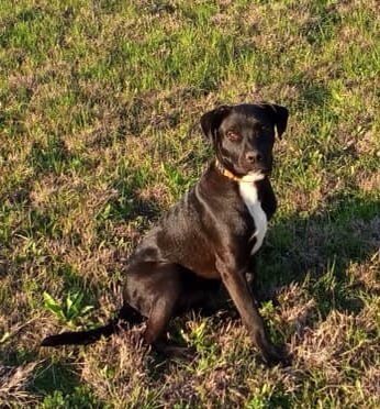 rangersreach's tweet photo. 🚨🚨URGENT🚨🚨
Bizirik needs a new foster or better yet a adopter!! We have until the 1st to find him a new foster/adopter do to his current foster having a family emergency and having to move. https://t.co/nhnjtUyg6S