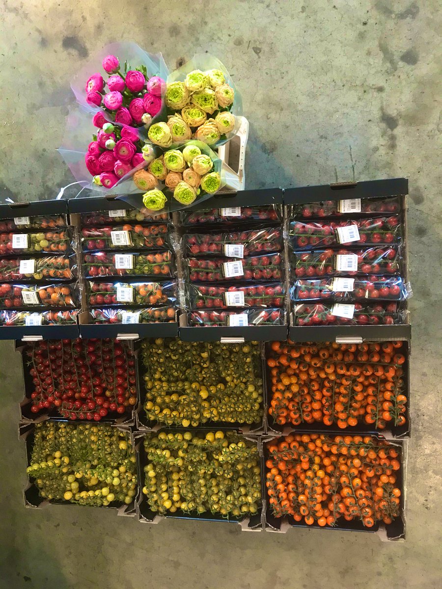 PaulvanKoppen's tweet image. Medewerkers Kwekerij t Woudt vandaag verwend met top kwaliteit #Ranonkels van Andre Knoppert &amp;amp;zn #flowerboostchallenge