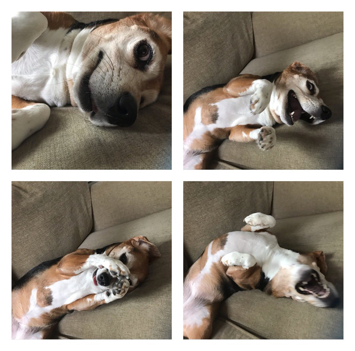 slyrung's tweet photo. Life while sheltering in place: https://t.co/zmgH37cfJp
