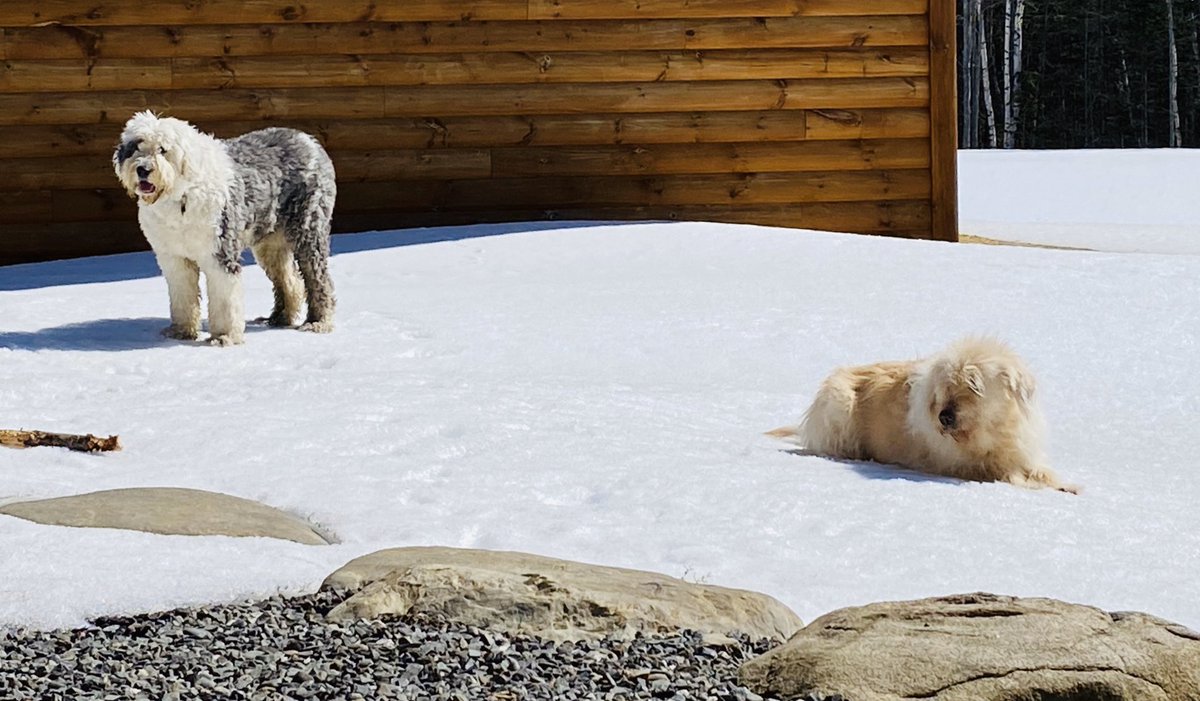 watergrl79's tweet photo. Ellis and Abby social distancing 🐕🐶#FlattenTheCurve https://t.co/S3m3GByqtw