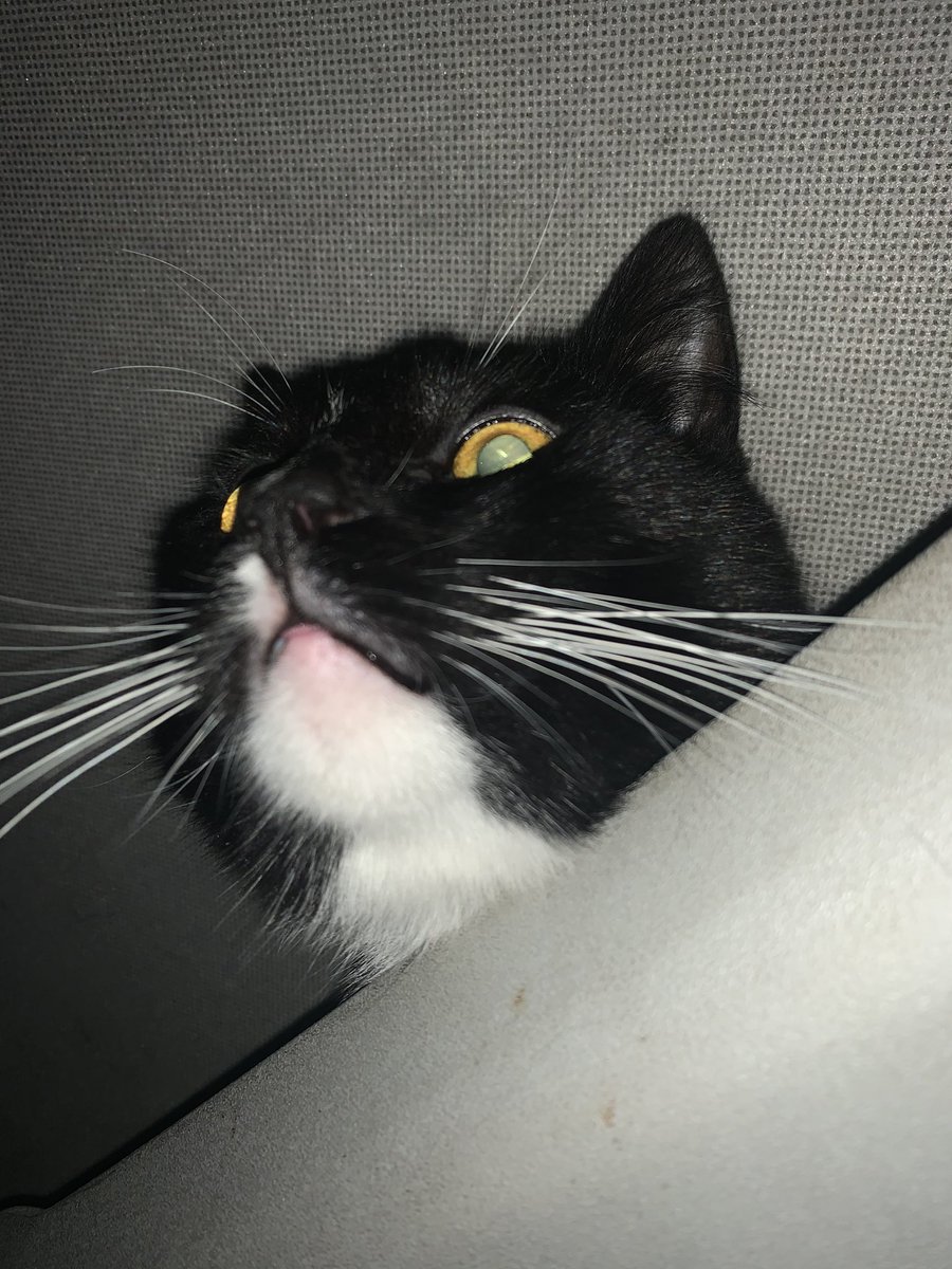 MagnersFarm's tweet photo. When your cat must come everywhere with you on farm rounds.. #FluffyMario https://t.co/jlE05dr8rq