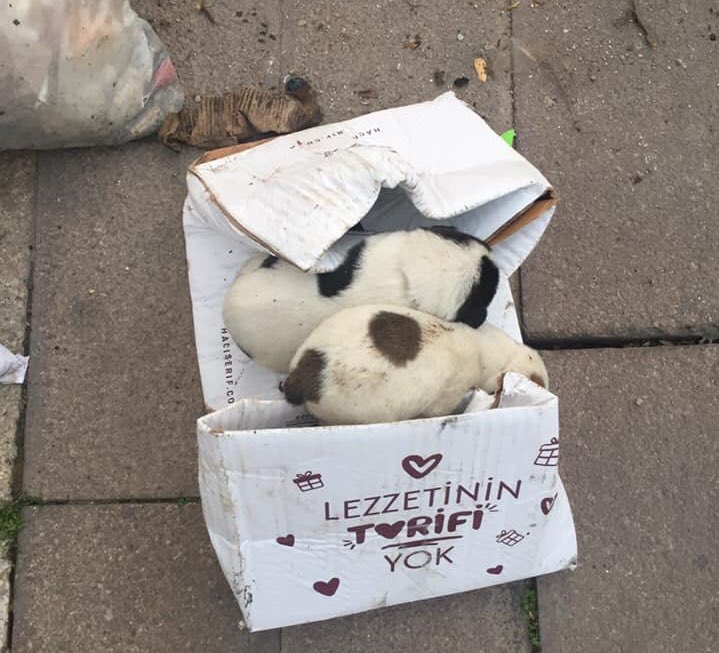 mkosemek's tweet photo. Denizli Merkezefendi Gezek Yatağı Camisinin yanındaki çöp bidonunun yanına,analarından ayırdıkları bu yavruları poşet içinde çöp gibi bırakan vicdansızlar oldukça bize herşey müstehak!
@denizlibld @AFAD_Denizli @DenizliValiligi @denizlihabercom 
@avcahitozkan #DehaTV https://t.co/omlI9CRjY8