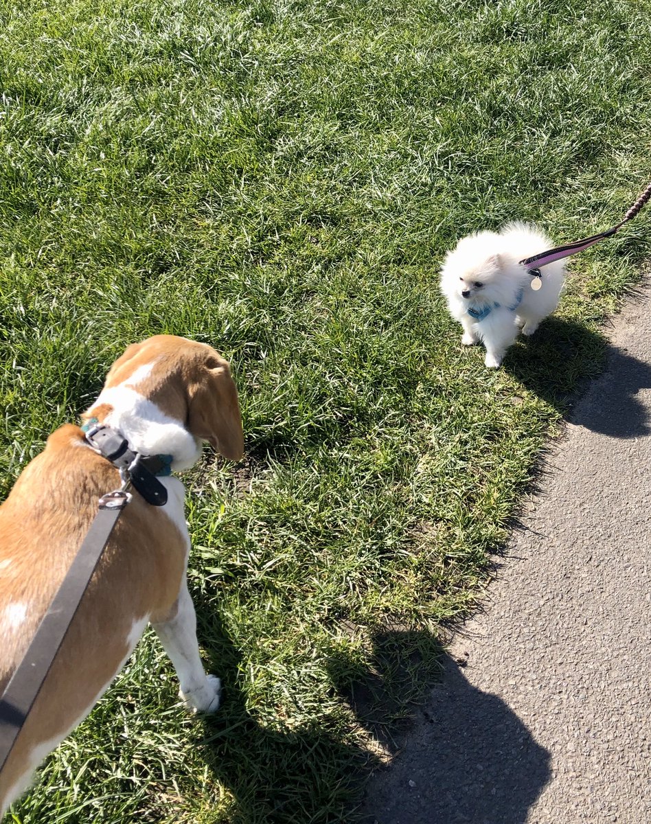 Social distancing, humans!
You can do it🐶🐶