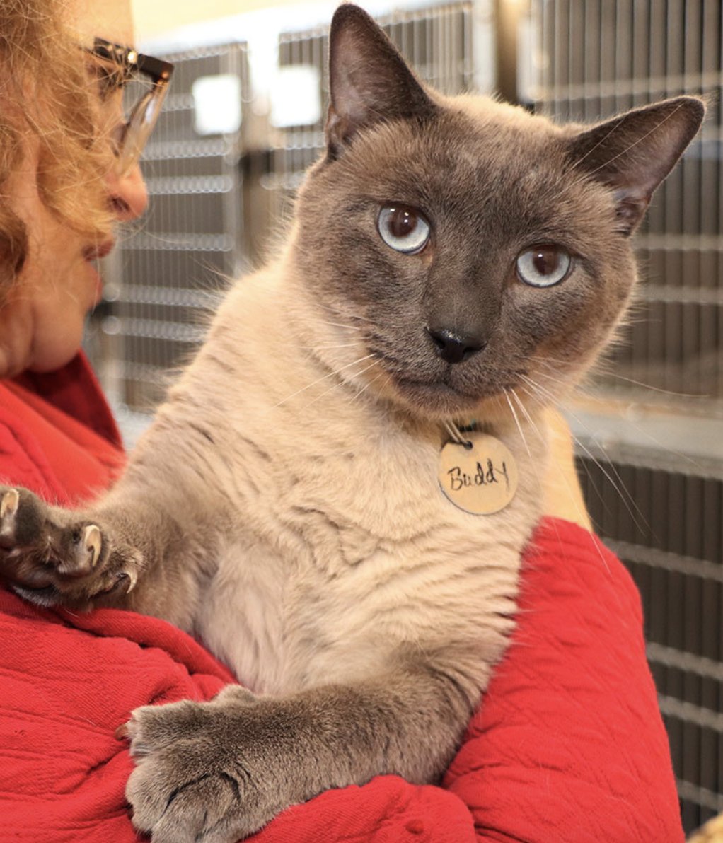 AnimalLeague's tweet photo. We don’t know much about Buddy Rich, but we do know he will have you swooning from the moment you meet. This charismatic southern gentleman recognizes a good thing when he sees one, and Bianca’s Furry Friends Feline Adoption Center is all of his dreams come true. #GetYourRescueOn https://t.co/nzoRvL3eEH