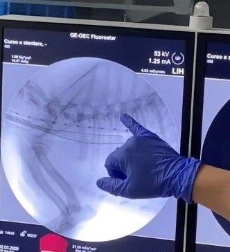 Thanks to Fausto Brandao and Bart Van Goetham for their Stenting Urinary and Respiratory Diseases Workshop March 2-3! Check out these photos from the training. #vetendoscopytrainingcenter #veterinarycardiology #Dextronix #helpingyourpetlivelonger #heartmonitor #veterinary #stents