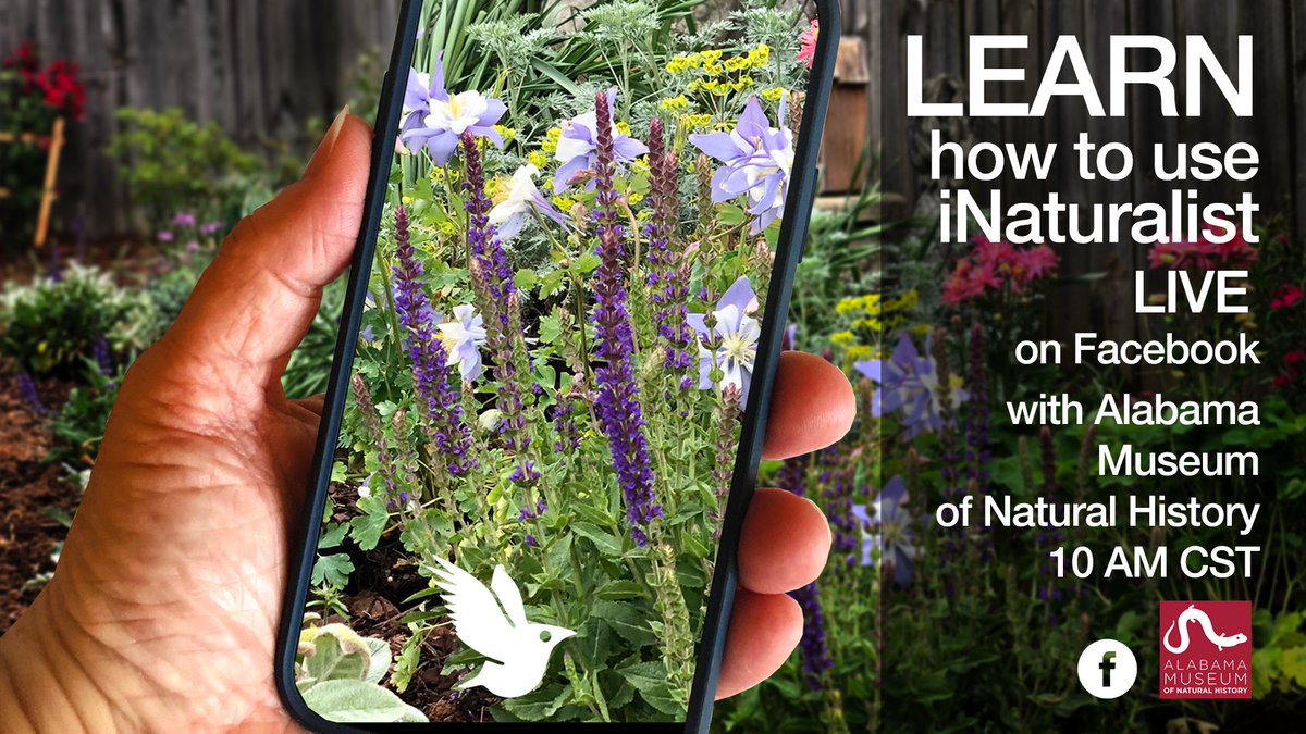 UAMNH's tweet photo. Just because @uamuseums are closed, doesn't mean we can't bring the museums home to YOU! 💻

TOMORROW at 10 AM, @UAMNH is going to be LIVE on our Facebook page to teach you how to use 🐛 @inaturalist. 

HOW TO WATCH: 👉 https://t.co/QlnFN1pyP8

#UAMuseums #MuseumFromHome https://t.co/XxKDiFQQ4Y