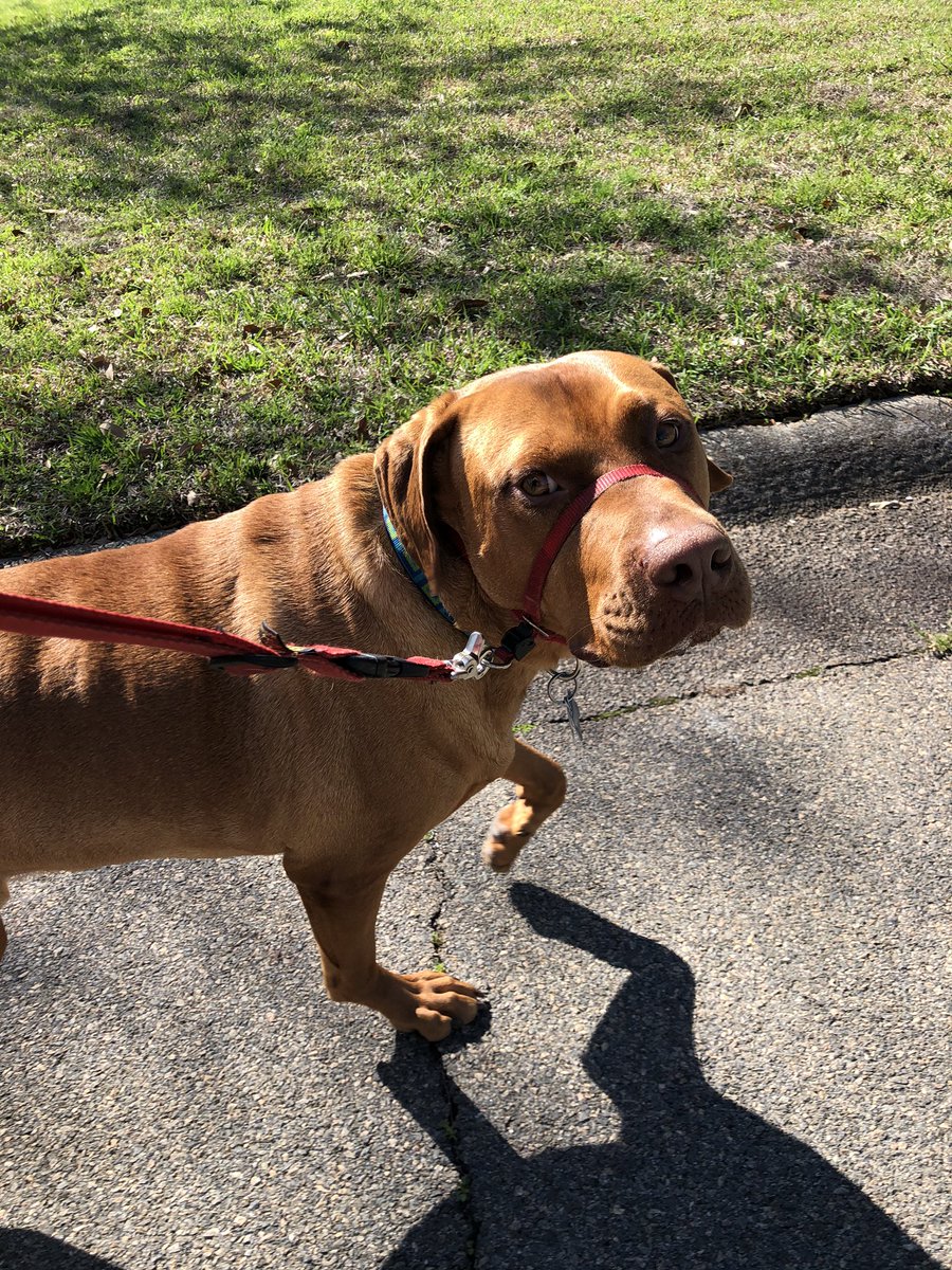 sewhitwill's tweet photo. Outdoor PE with Yogi (and Wade, not pictured) #MaryPersonsHigh #BeACHAMP #MPHSVirtualSpiritWeek #MPCHAMP #CHAMP https://t.co/Ax8vjVplXw