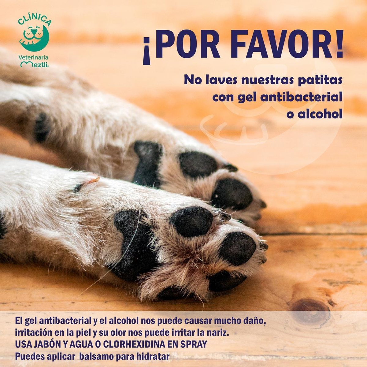 escomic's tweet photo. #Importante #Coronavirus 
Nosotros también somos #petfriendly y por lo mismo queremos recordarte esto: https://t.co/NK8fdxQgLt