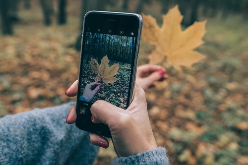 ForestryCommish's tweet photo. Looking for ways to keep your children entertained while school is out? PLT offers free activities for families! We will post an activity each day that can be done at home. Today's activity is Name that Tree: https://t.co/bQ8ZlyTzAW #NASF100 #CentennialChallenge https://t.co/NDFPNSuW5P
