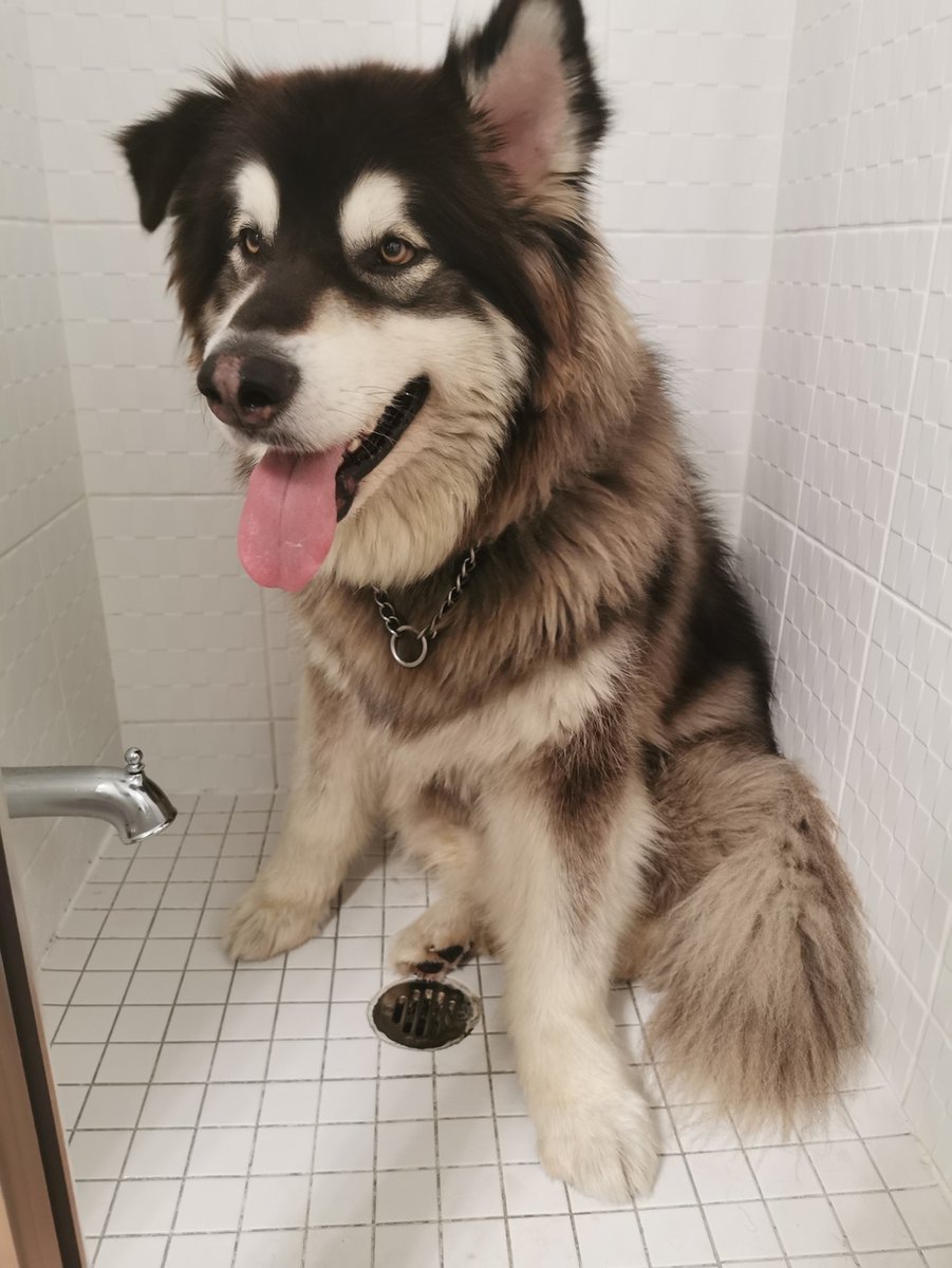 STOLEN PET- Please help us find this dog and reunite him with his family. Zhipi (pronounced Joppy) is a 3-year-old Alaskan Malamute male who was last seen been lifted into a black SUV in the area of Cedarland Dr in Markham on Wed, March 25, at aprox 12:30 a.m.