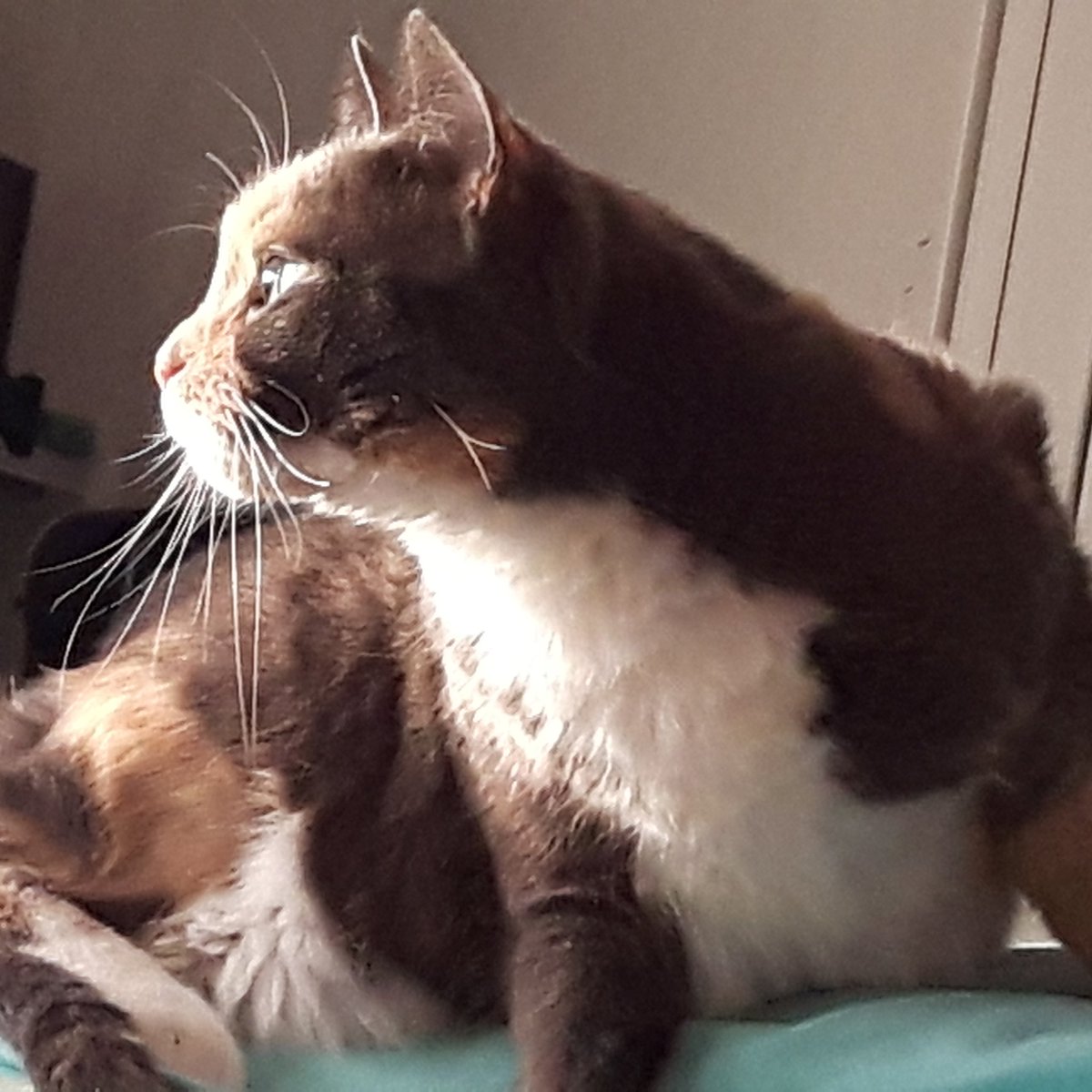 gattocalico's tweet photo. #NewProfilePic https://t.co/K3T1pwfn9V