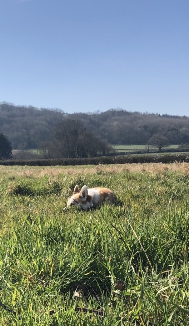 CorgiDyllan's tweet image. Nothing much to do but snooze....